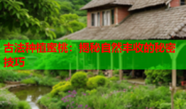 古法种植蜜桃：揭秘自然丰收的秘密技巧